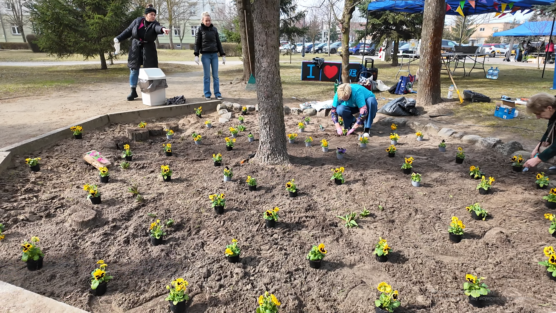 Pracownicy AJP sadzą bratki.